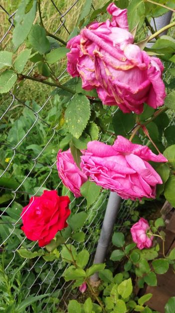 Altul , alaturi de puiul de trandafir LDBraithwhite - Madame Isaac Perreire