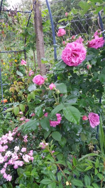  - Madame Isaac Perreire