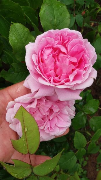  - Cottage rose