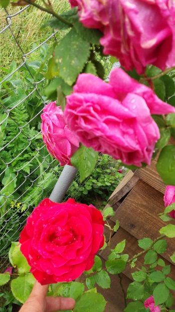  - Madame Isaac Perreire