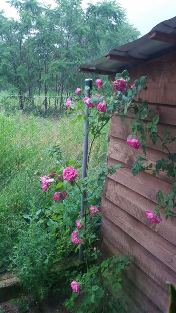  - Madame Isaac Perreire