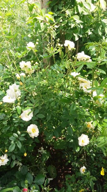  - Ghislaine de feligonde