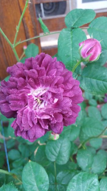  - Cardinal de richelieu