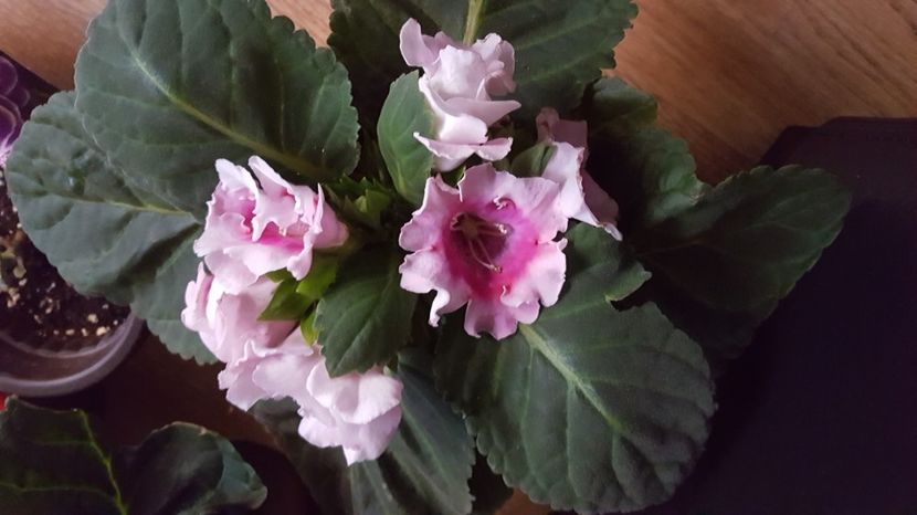  - Gloxinia