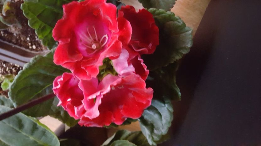  - Gloxinia