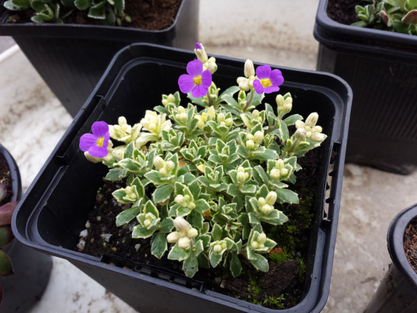 Aubrieta Argenteo variegata - Suculente - 2017