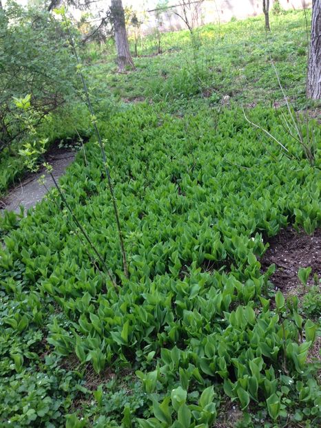 Un covor de margaritare-SUPERB! - FLORILE MELE 2017