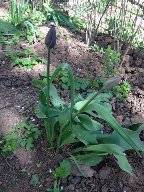 Lalele mov - FLORILE MELE 2017