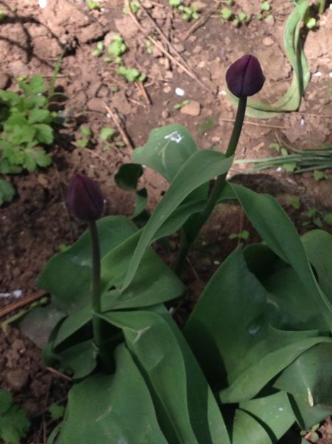 Lalele mov - FLORILE MELE 2017