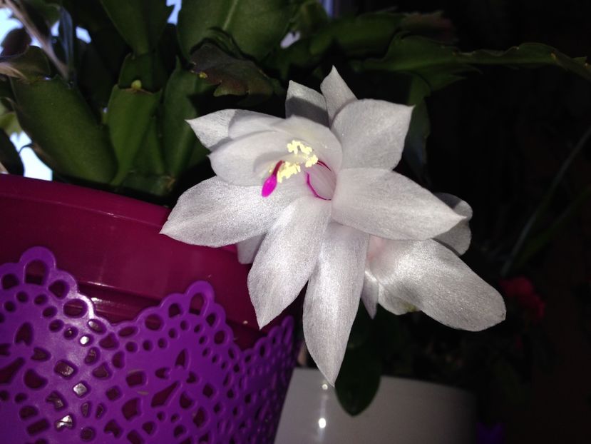 Craciunita sau Schlumbergera - FLORILE MELE 2017