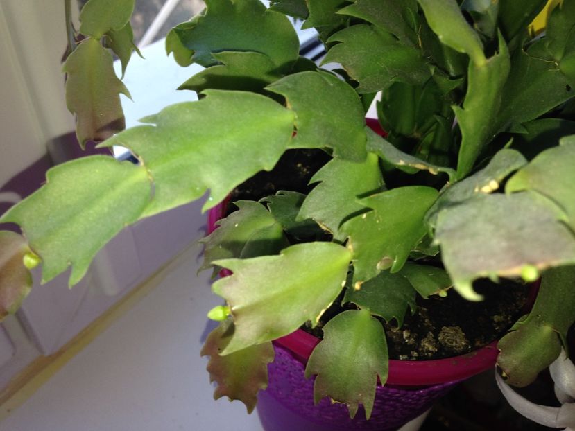 Craciunita sau Schlumbergera - FLORILE MELE 2017