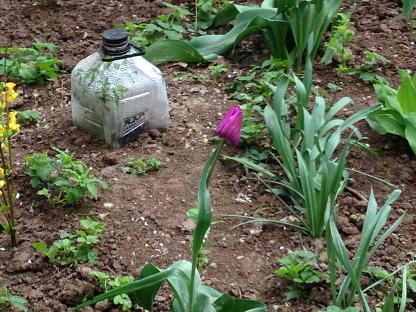 amestecate - FLORILE MELE 2017