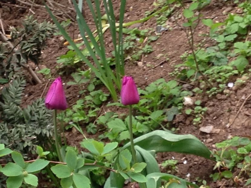 lalele mov - FLORILE MELE 2017