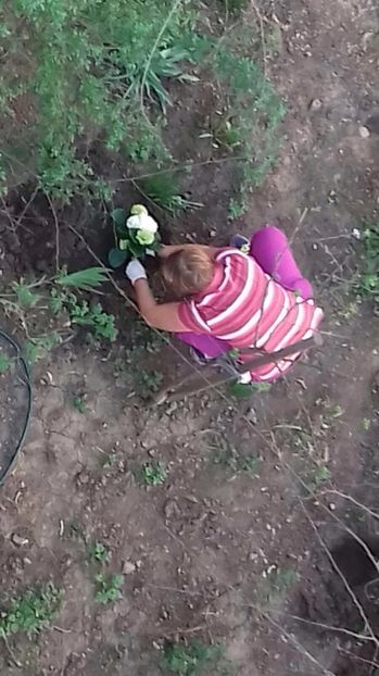 Hortensie - FLORILE MELE 2017