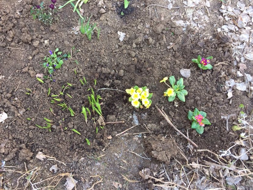 Primule si margaritare - FLORILE MELE 2017