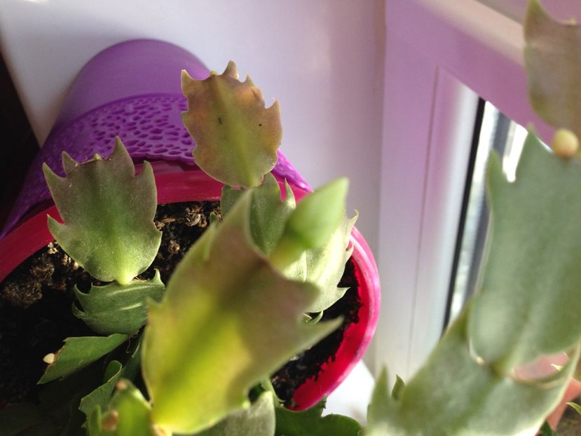 Craciunita sau Schlumbergera - FLORILE MELE 2017