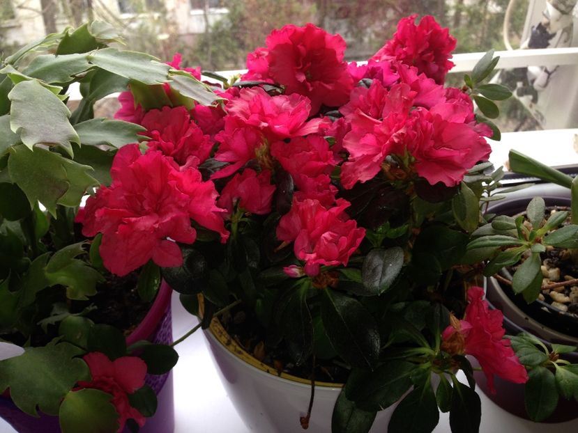 azalee - FLORILE MELE 2017