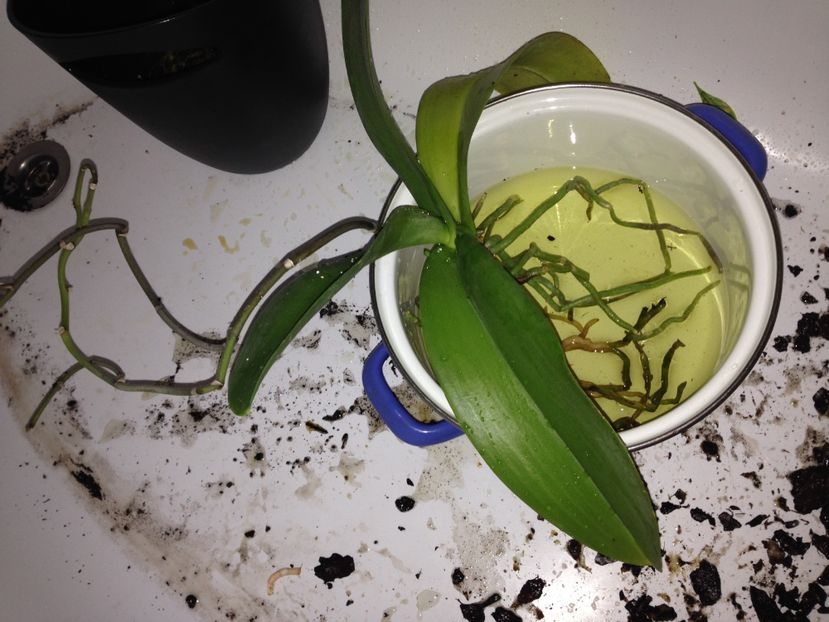 orhidee - FLORILE MELE 2017