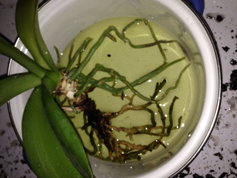 ORHIDEE - FLORILE MELE 2017