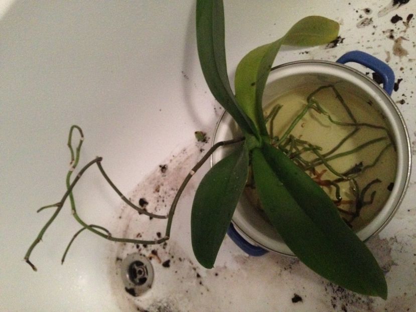 ORHIDEE - FLORILE MELE 2017