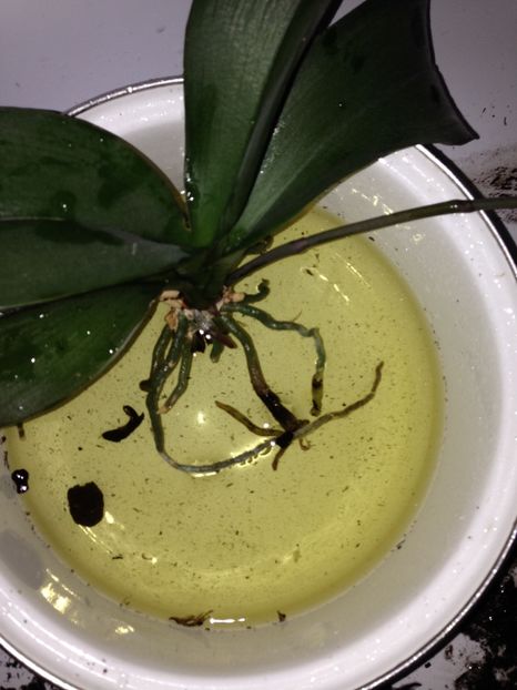 ORHIDEE - FLORILE MELE 2017