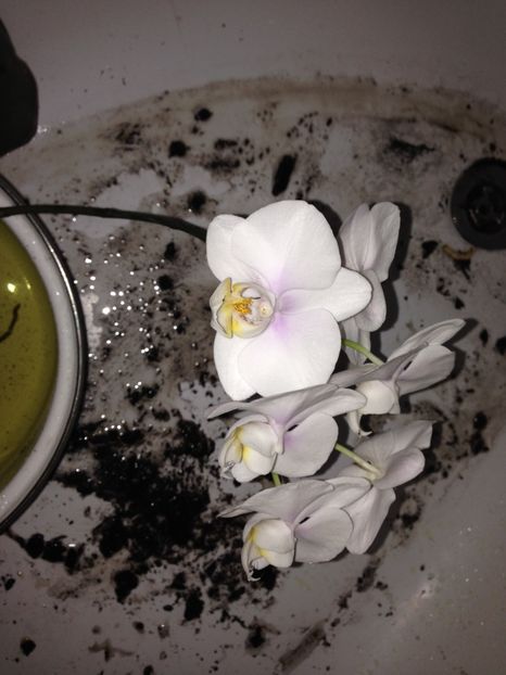 ORHIDEE - FLORILE MELE 2017