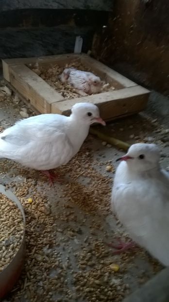  - turtutele razatoare crete