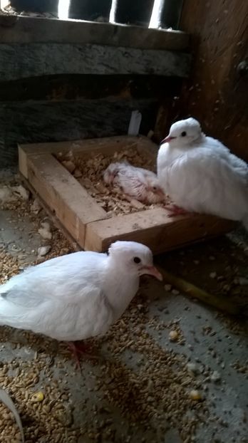  - turtutele razatoare crete