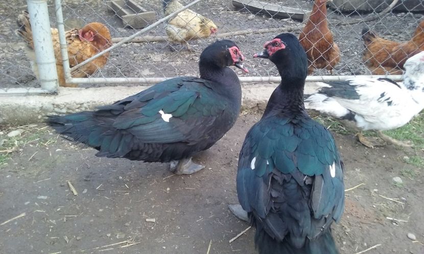  - Rate lesesti negre