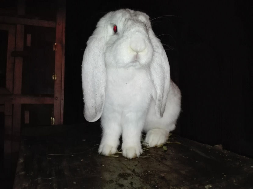 Copie IMG_20160927_202905 - AAA ARHIVA IEPURI VANDUTI IN TARA