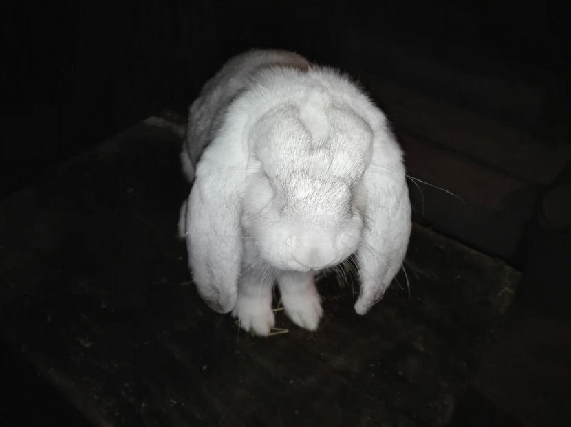 Copie IMG_20160927_202911 - AAA ARHIVA IEPURI VANDUTI IN TARA