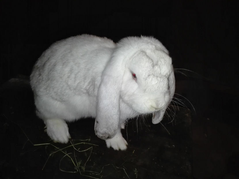 Copie IMG_20160927_203004 - AAA ARHIVA IEPURI VANDUTI IN TARA