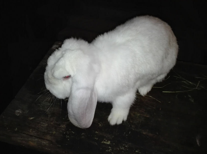 Copie IMG_20160927_204022 - AAA ARHIVA IEPURI VANDUTI IN TARA