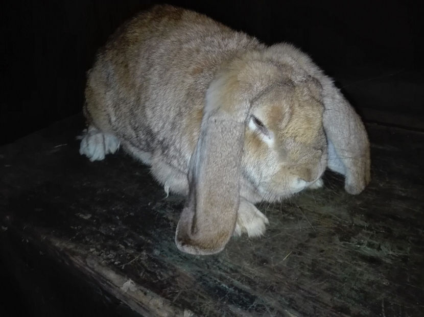 Copie IMG_20160927_210834 - AAA ARHIVA IEPURI VANDUTI IN TARA