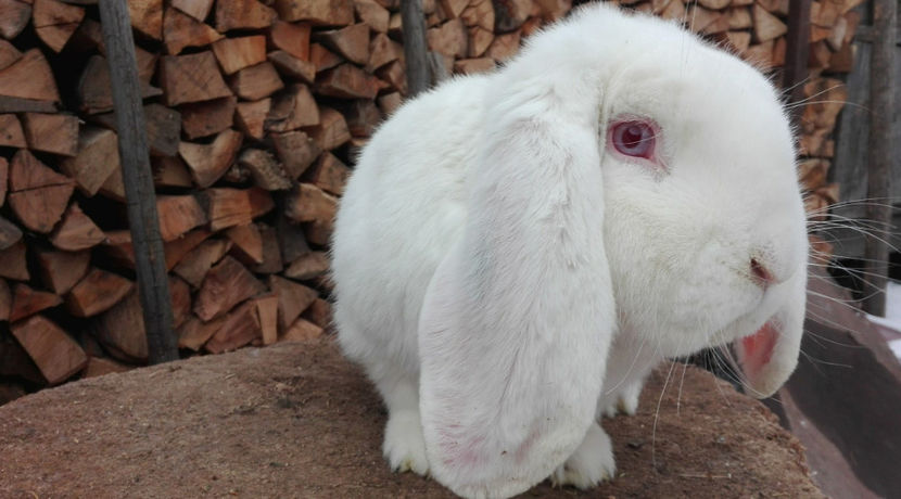  - AAA ARHIVA IEPURI VANDUTI IN TARA