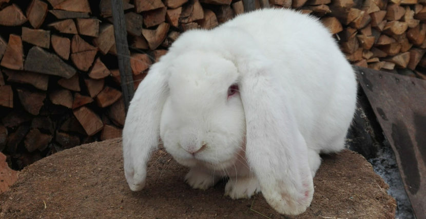  - AAA ARHIVA IEPURI VANDUTI IN TARA