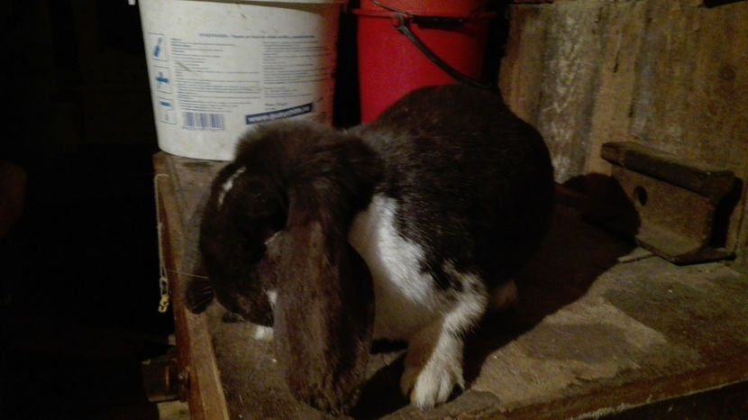  - AAA ARHIVA IEPURI VANDUTI IN TARA