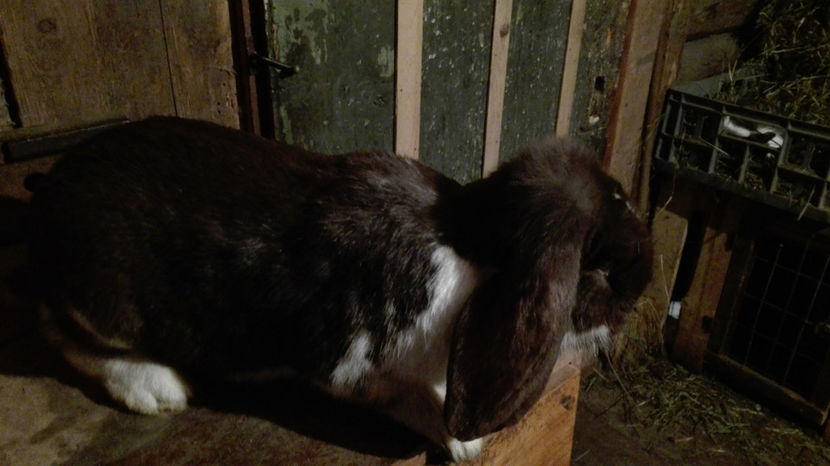  - AAA ARHIVA IEPURI VANDUTI IN TARA