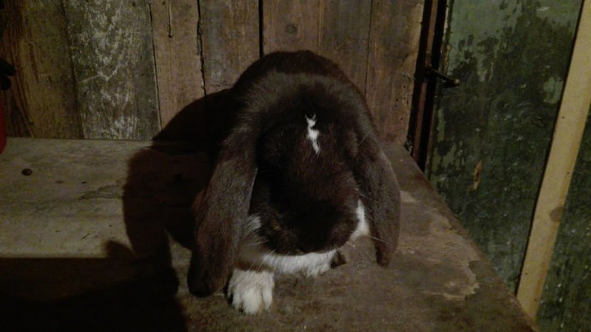  - AAA ARHIVA IEPURI VANDUTI IN TARA