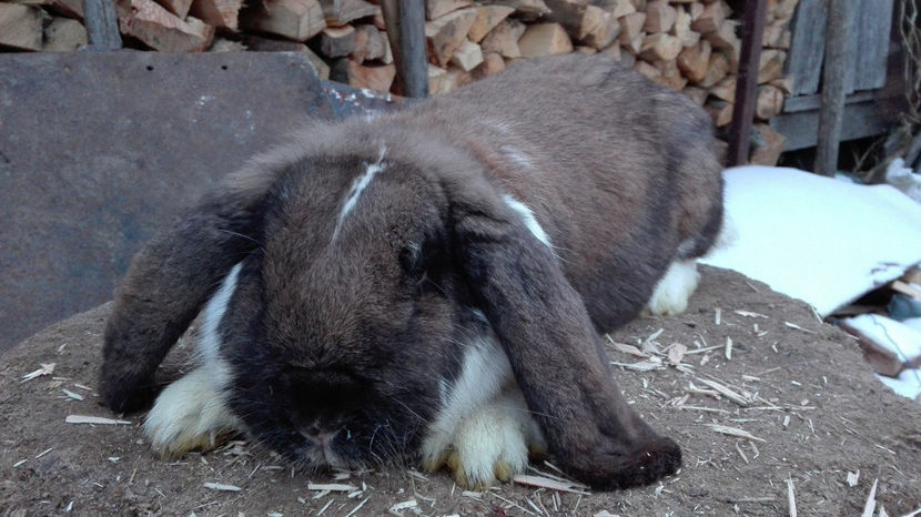  - AAA ARHIVA IEPURI VANDUTI IN TARA