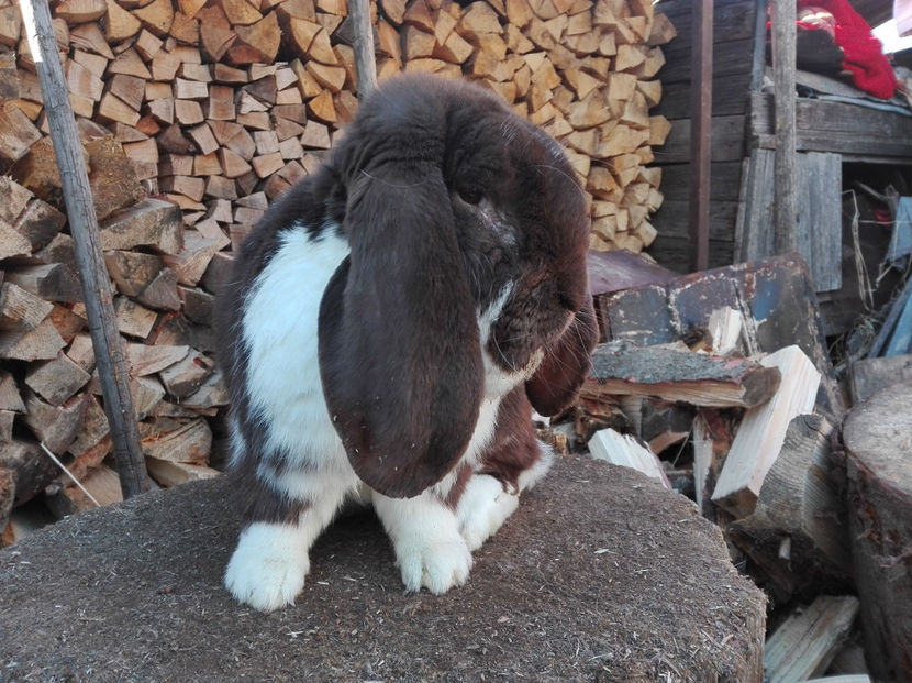  - AAA ARHIVA IEPURI VANDUTI IN TARA