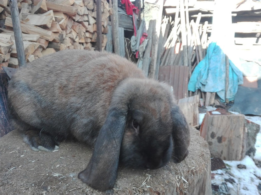  - AAA ARHIVA IEPURI VANDUTI IN TARA