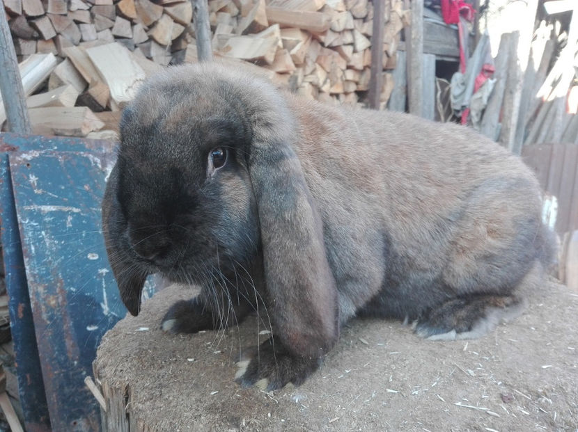  - AAA ARHIVA IEPURI VANDUTI IN TARA