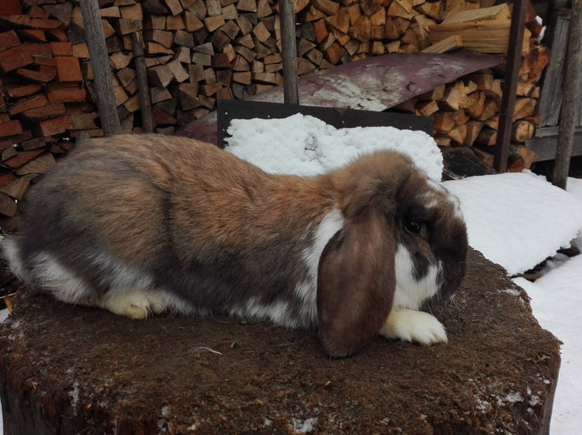  - AAA ARHIVA IEPURI VANDUTI IN TARA