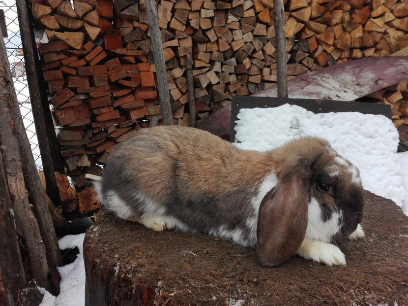  - AAA ARHIVA IEPURI VANDUTI IN TARA