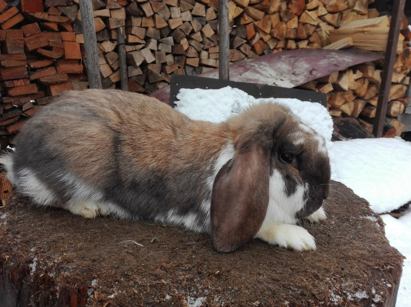  - AAA ARHIVA IEPURI VANDUTI IN TARA