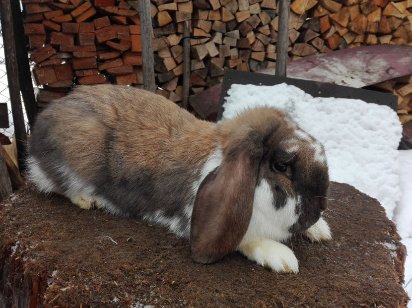  - AAA ARHIVA IEPURI VANDUTI IN TARA