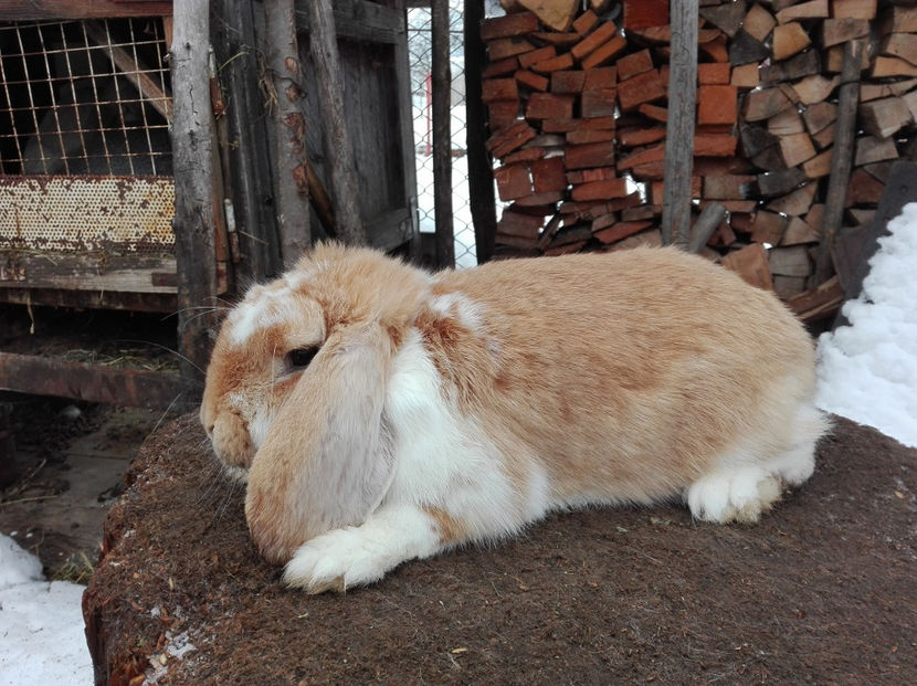  - AAA ARHIVA IEPURI VANDUTI IN TARA