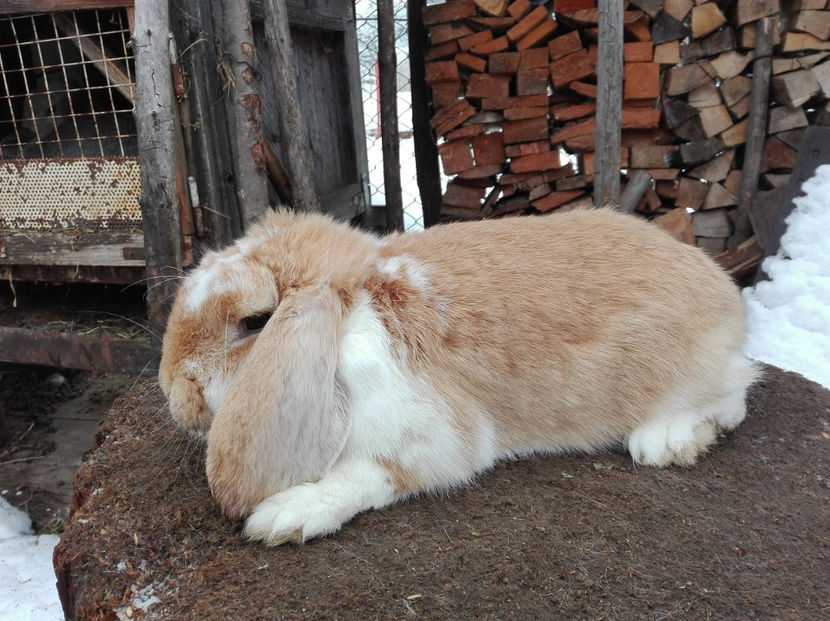 - AAA ARHIVA IEPURI VANDUTI IN TARA