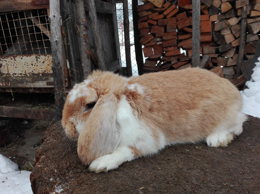  - AAA ARHIVA IEPURI VANDUTI IN TARA